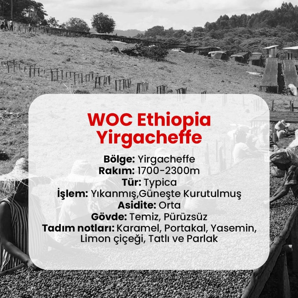 WOC Ethiopia Yirgacheffe Coffee